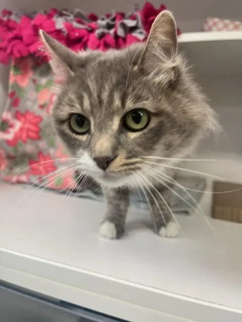 Gracie
