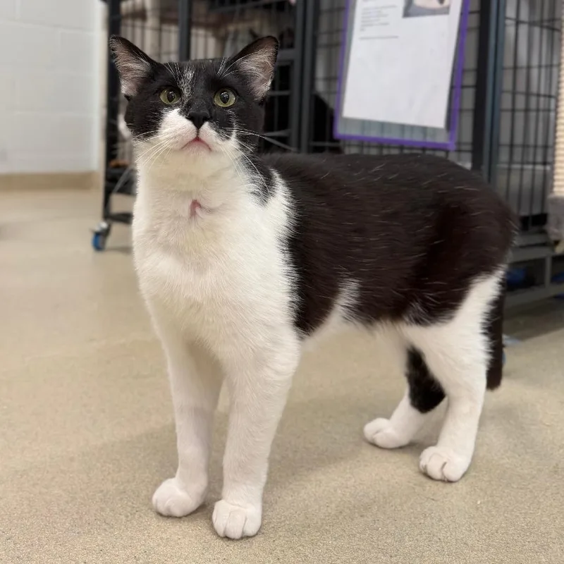 An adult medium-sized male Black Domestic Short Hair cat named Trucker for adoption in Fredericksburg, VA
