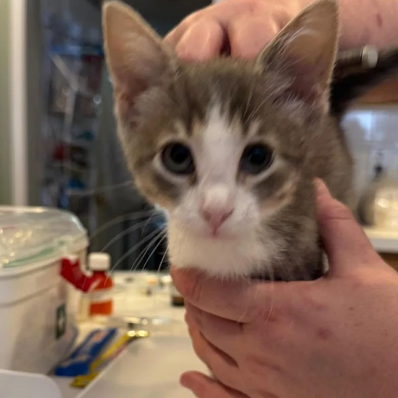 A baby small-sized male Gray / Blue / Silver Domestic Short Hair cat named August Renoir for adoption in League City, TX