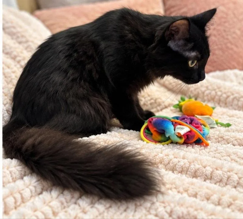 A young medium-sized female Black Domestic Long Hair cat named Penny for adoption in Knoxville, TN