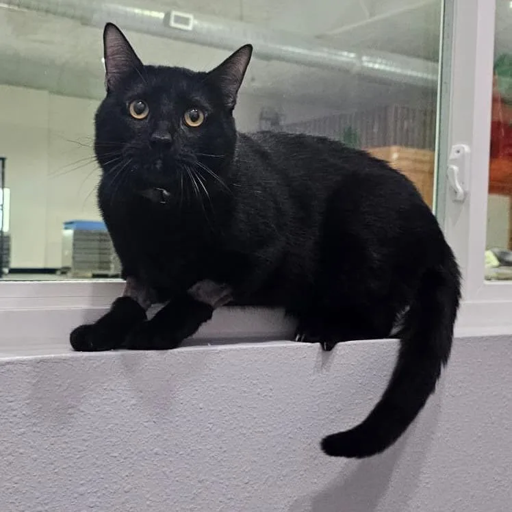 A young large-sized male Black Domestic Short Hair cat named Salem for adoption in Harlingen, TX