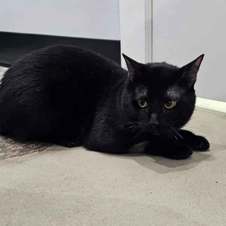 Salem thumbnail 2