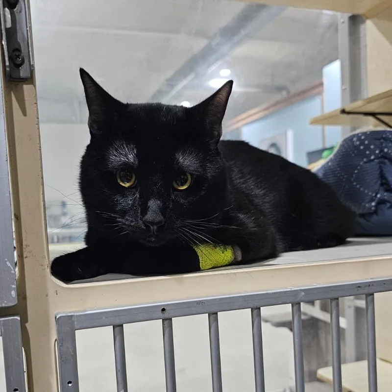 Salem thumbnail 3