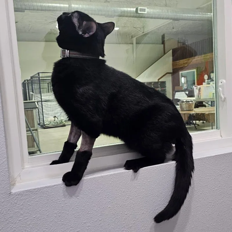 Salem thumbnail 5