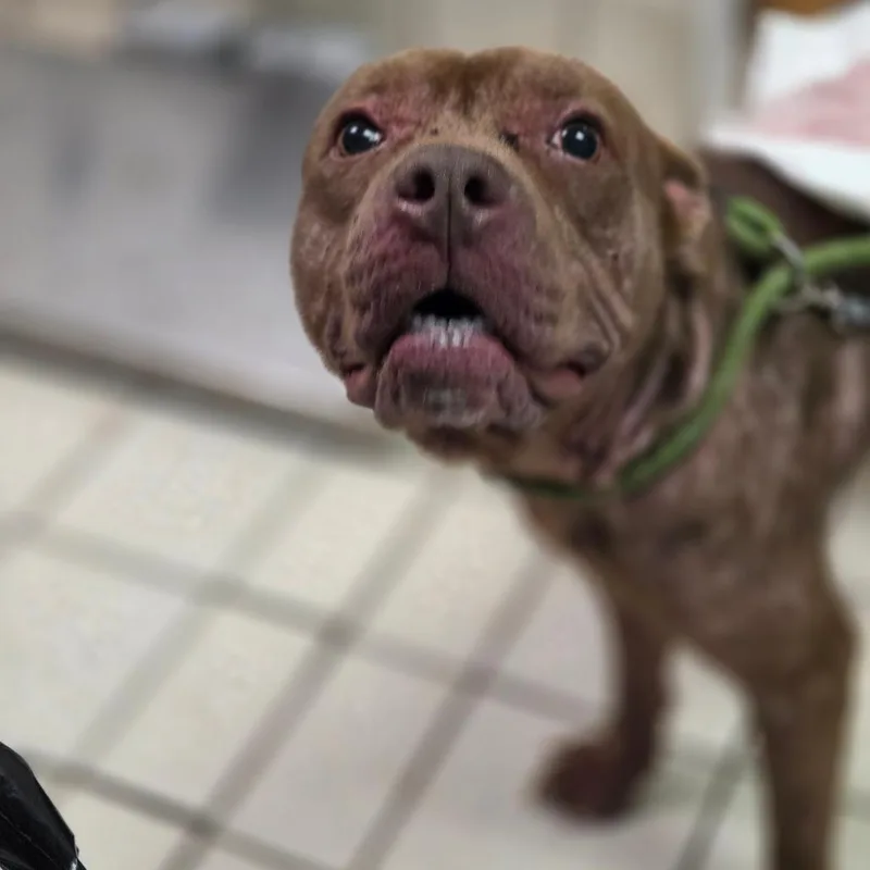 An adult medium-sized male Brown / Chocolate Mixed Breed dog named Conconully for adoption in Charleston, WV