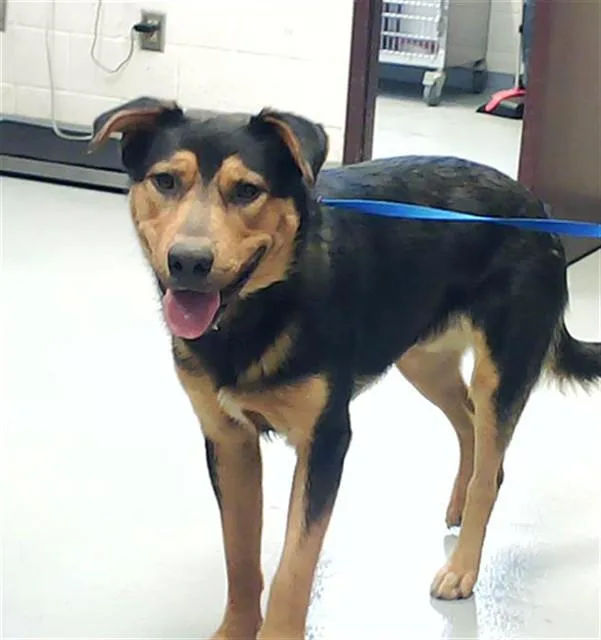 A young large-sized male German Shepherd Dog dog named Tip for adoption in Fayetteville, NC