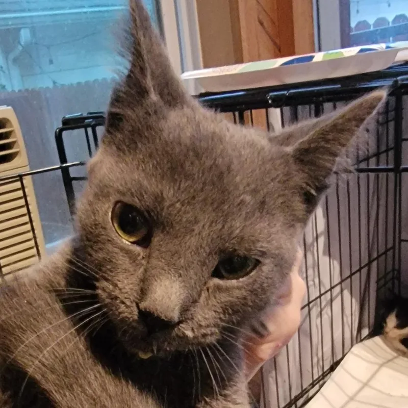 A baby small-sized female Gray / Blue / Silver Domestic Short Hair cat named Cinder for adoption in Buffalo, WY