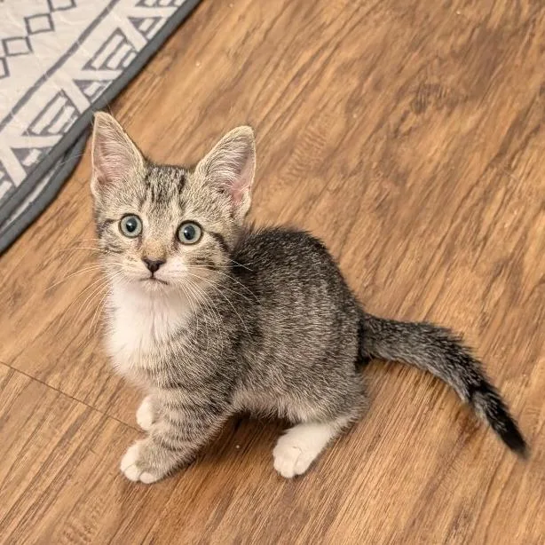 A baby small-sized female Brown / Chocolate Domestic Short Hair cat named On Another Level for adoption in Fredericksburg, VA