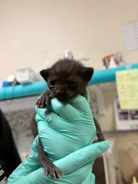 A baby small-sized female Domestic Short Hair cat named Mayra for adoption in Riverside, CA