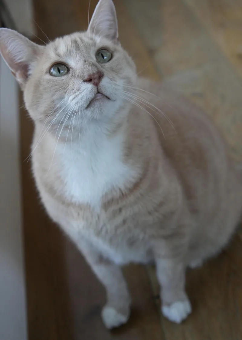 An adult medium-sized male Domestic Short Hair cat named Mango for adoption in Port Chester, NY