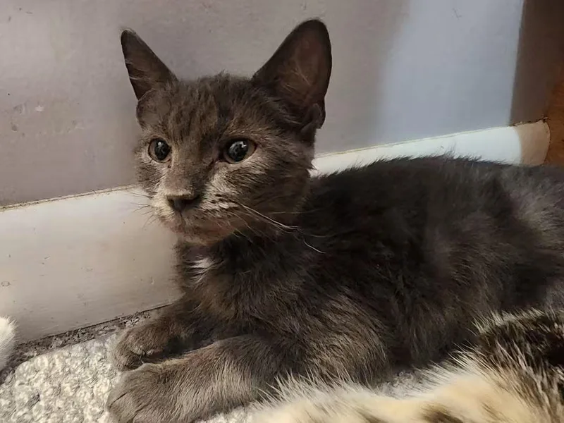 A baby medium-sized female Gray / Blue / Silver Domestic Short Hair cat named Grace for adoption in Temple, PA