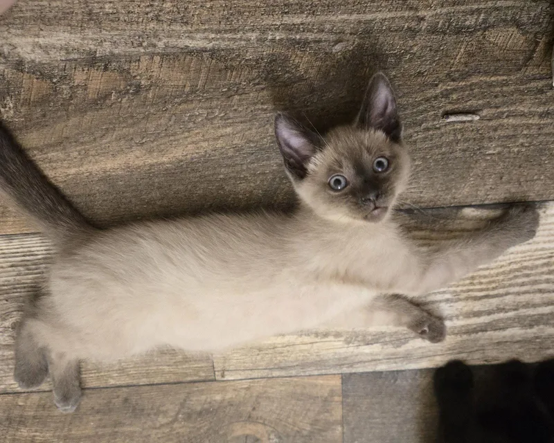 A baby medium-sized male Siamese cat named Rocco for adoption in Walled Lake, MI