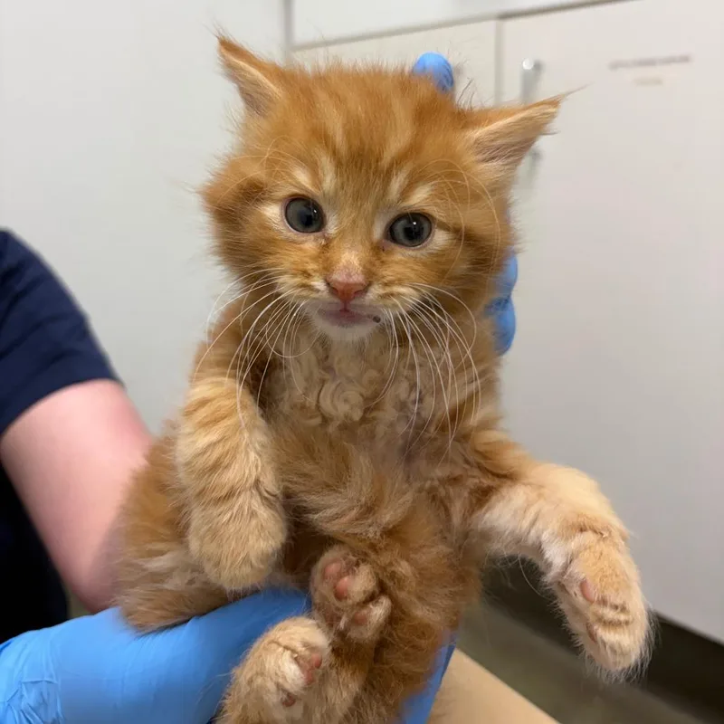 A baby small-sized male Orange / Red Domestic Short Hair cat named 71124 for adoption in Harrisonburg, VA