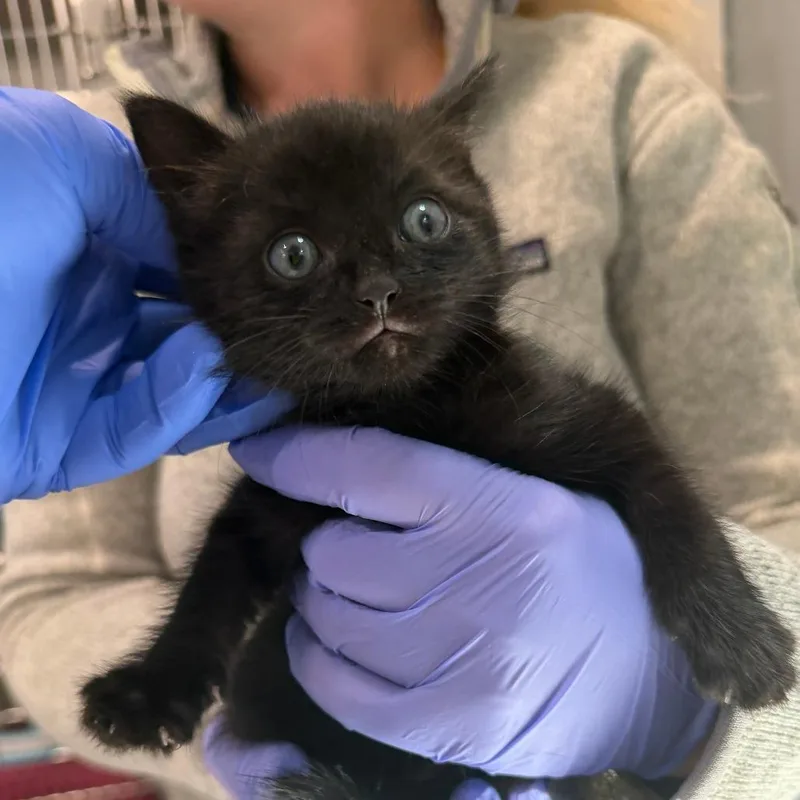A baby small-sized male Black Domestic Short Hair cat named Thing for adoption in Scituate, MA