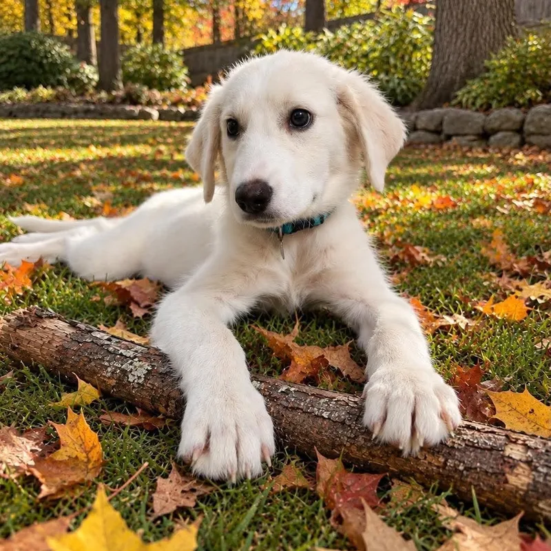 A baby large-sized female Labrador Retriever dog named Madeline for adoption in PLAINFIELD, CT