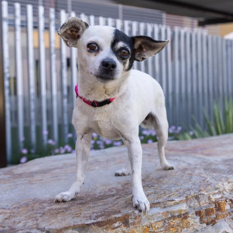 An adult small-sized female White / Cream Mixed Breed dog named Frenchy for adoption in Palm Springs, CA