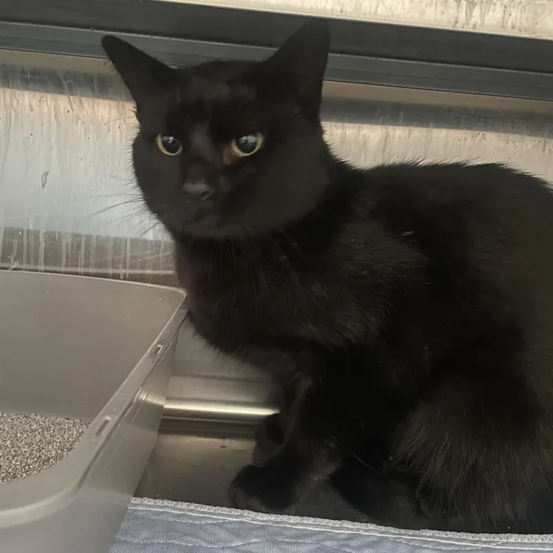 An adult small-sized male Black Domestic Short Hair cat named Rainbows for adoption in West Des Moines, IA