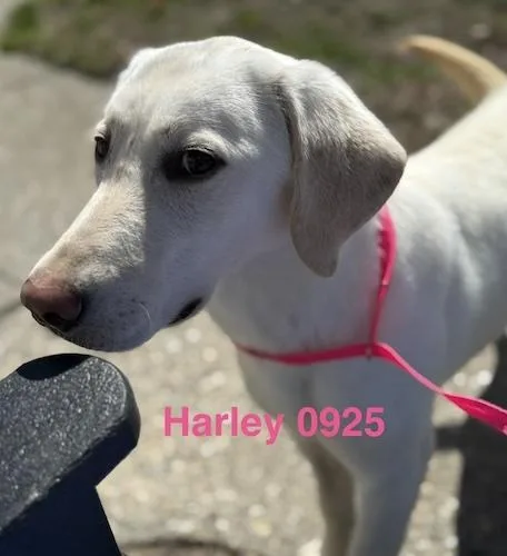 A young medium-sized female Yellow Labrador Retriever dog named Harleyy for adoption in Killingworth, CT