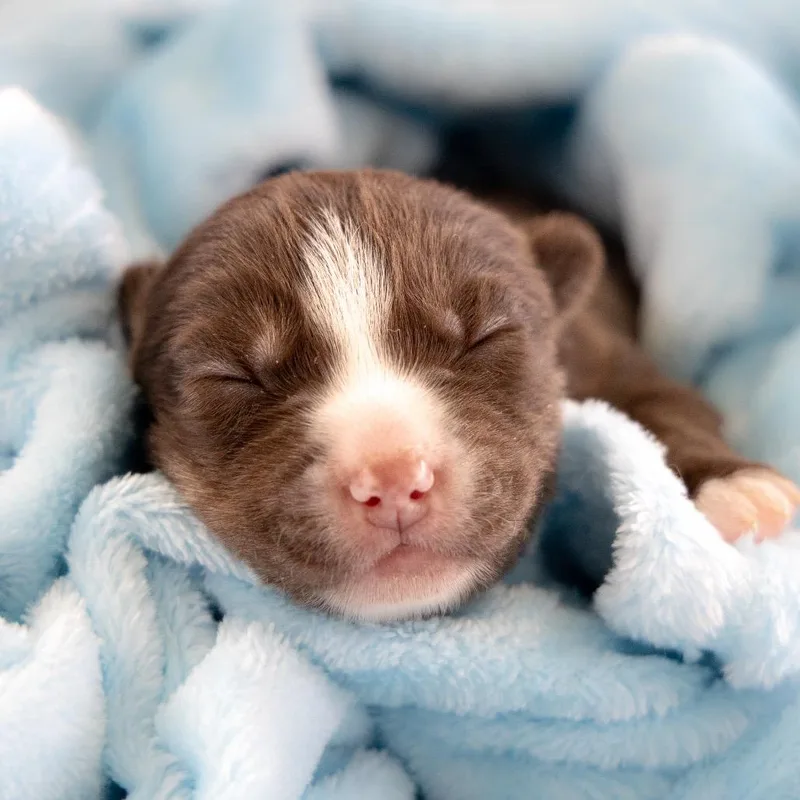 Moonstone thumbnail 2