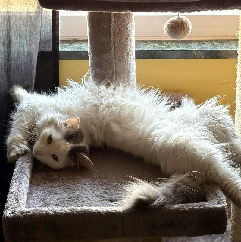 An adult medium-sized female White Domestic Long Hair cat named Janice for adoption in Pittsburgh, PA