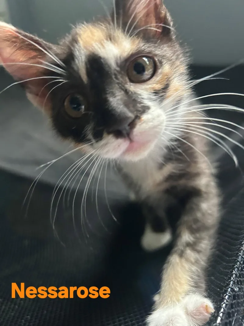 A young medium-sized female Domestic Short Hair cat named Nessarose for adoption in Longwood, FL