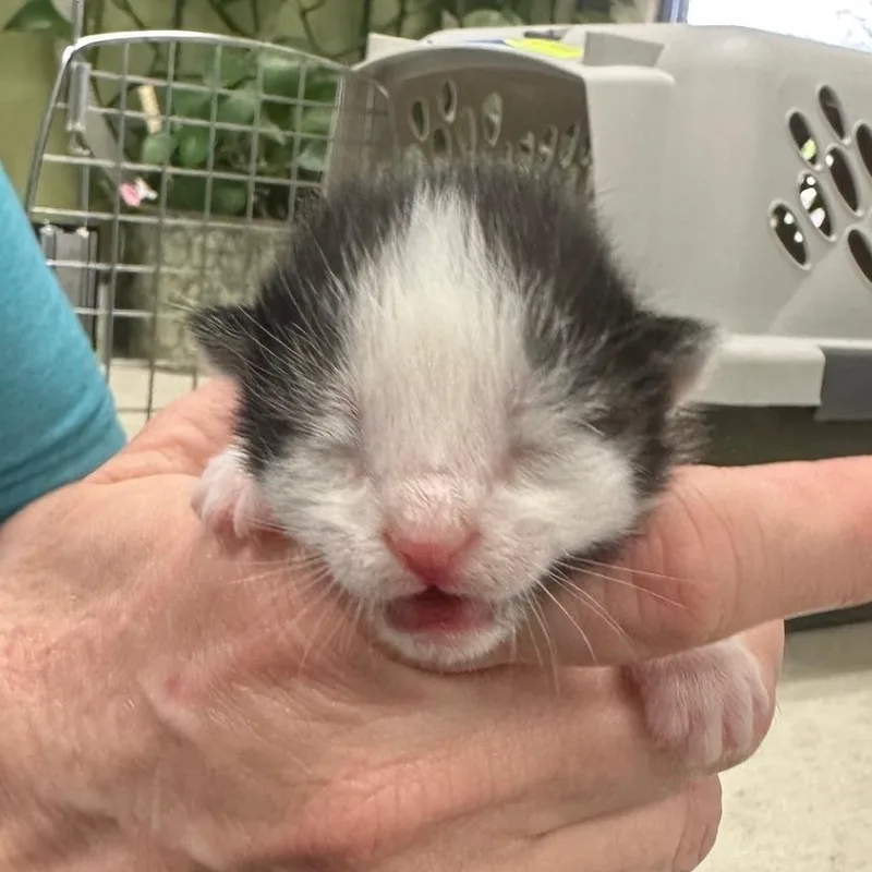 A baby small-sized female Black Domestic Short Hair cat named Princess Daisy for adoption in Milan, IL