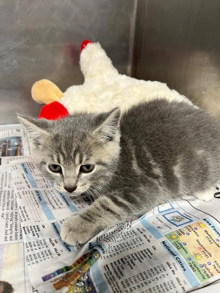 A baby small-sized male Domestic Short Hair cat named Tito for adoption in Hopkinsville, KY