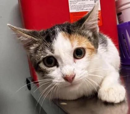 A baby small-sized female Gray & White Domestic Short Hair cat named Dust Bunny for adoption in Annapolis, MD