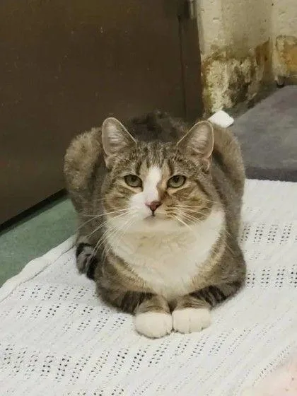Victor