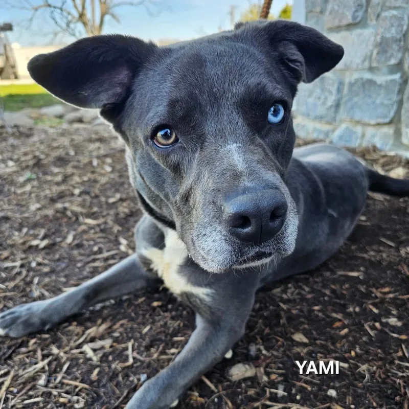 An adult medium-sized female Gray / Blue / Silver Mixed Breed dog named Yami for adoption in Franklin, NC