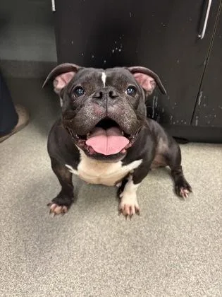 An adult medium-sized female Mixed Breed dog named Minnie for adoption in Fallston, MD