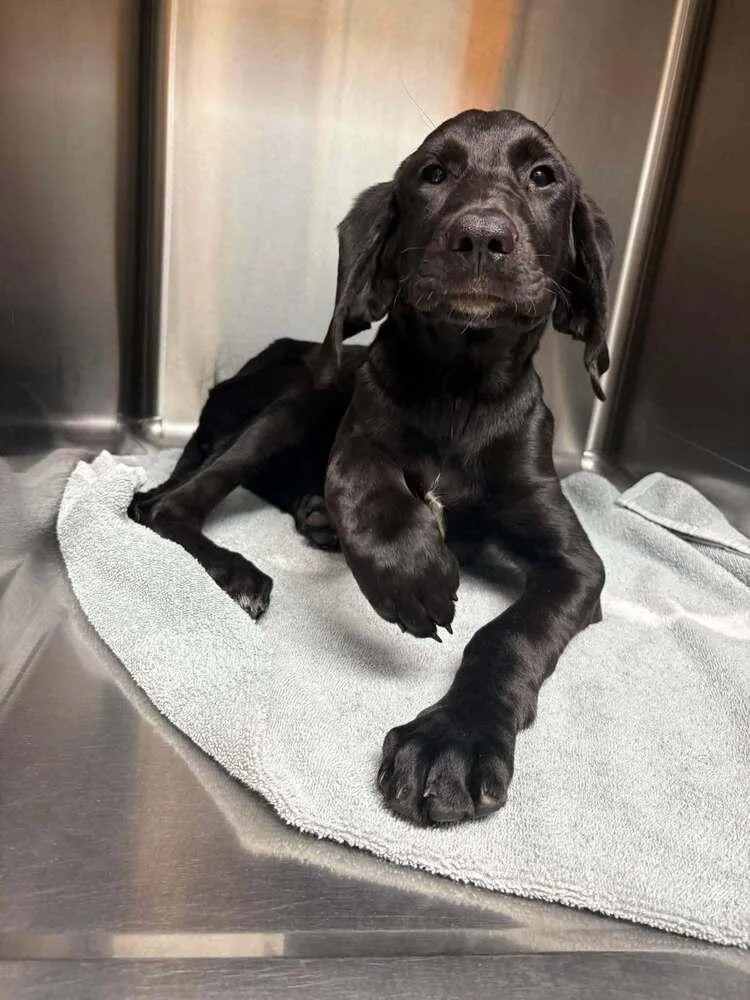 A baby large-sized male Tricolor (Brown, Black, & White) Bloodhound dog named Pogo for adoption in Statesboro, GA