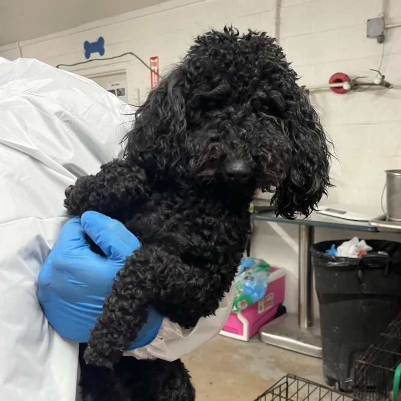 An adult small-sized female Black Standard Poodle dog named Draculaura for adoption in Edinburg, TX