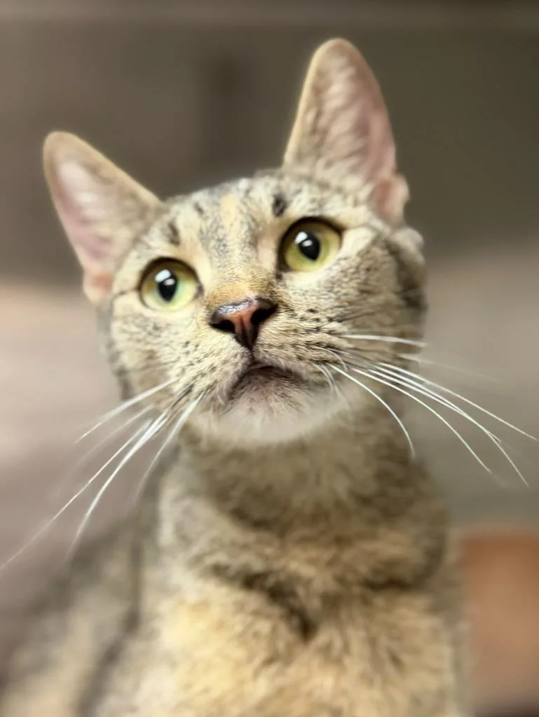A young medium-sized female Domestic Short Hair cat named Daisy for adoption in Sherwood, AR