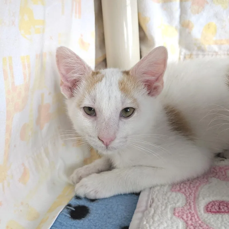 A baby small-sized male Domestic Short Hair cat named Yuki for adoption in Los Angeles, CA