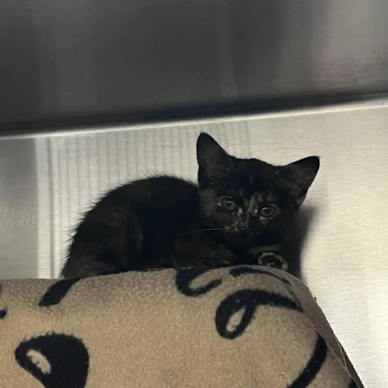 A baby small-sized female Tortoiseshell Domestic Short Hair cat named Firework for adoption in Grand Rapids, MI
