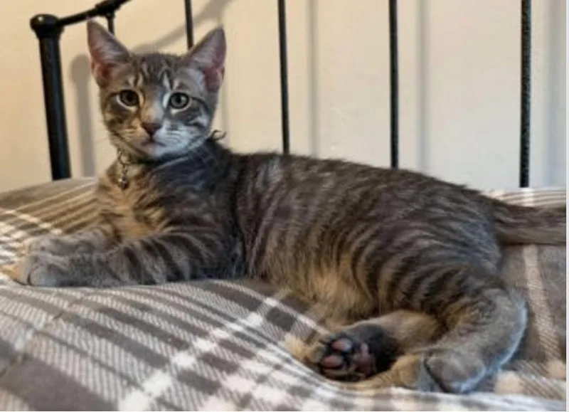 A baby medium-sized male Gray / Blue / Silver Tabby cat named Paddington for adoption in Warr Acres, OK