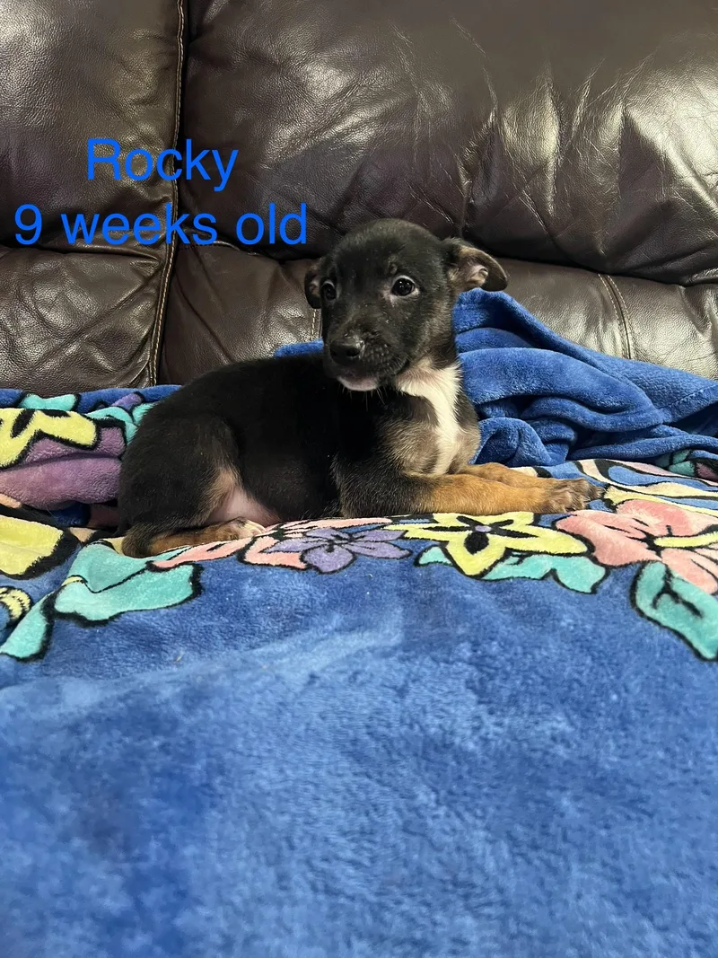 A baby large-sized male Black German Shepherd Dog dog named Rocky for adoption in Davisburg, MI