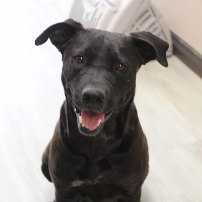 An adult medium-sized female Black Labrador Retriever dog named Clarke for adoption in Cleveland, MS