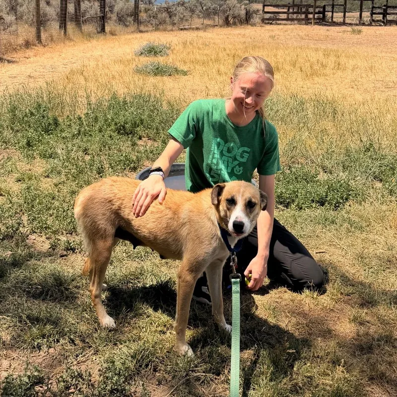 An adult medium-sized female Yellow / Tan / Blond / Fawn Shepherd dog named Leia for adoption in Glenwood Springs, CO