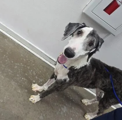 An adult large-sized female Standard Poodle dog named Snoopet for adoption in Kansas City, MO