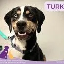 Turk thumbnail 2