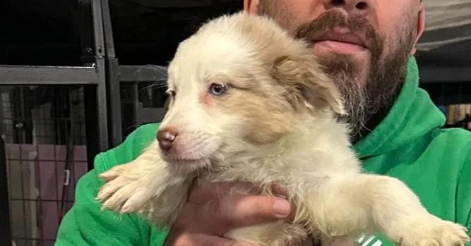 A baby small-sized male White / Cream Border Collie dog named Tyler for adoption in Papillion, NE