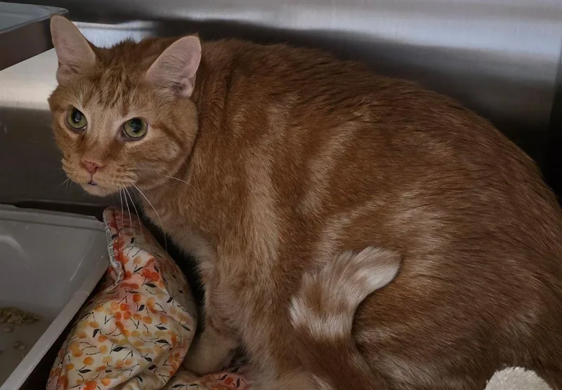 An adult medium-sized male Orange / Red American Shorthair cat named Flynn for adoption in Staley, NC
