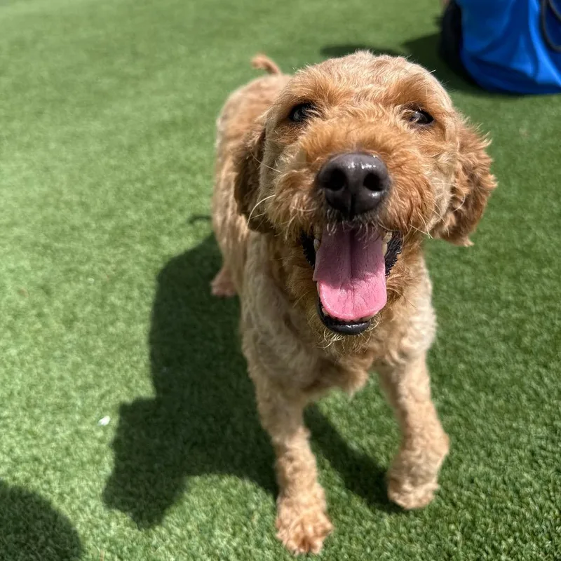 An adult small-sized female Golden Retriever dog named Shawtie Mae + for adoption in LOXAHATCHEE, FL