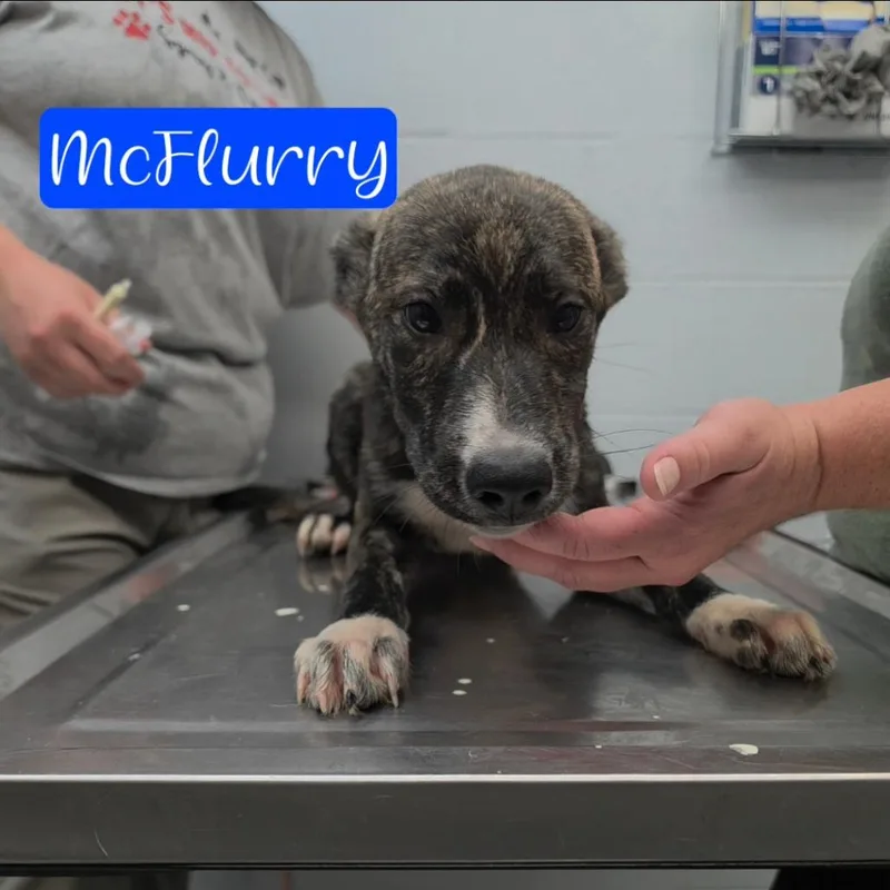 A baby small-sized male Brindle Husky dog named McFlurry for adoption in Parkersburg, WV