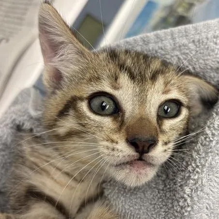 A baby small-sized female Domestic Short Hair cat named Annie for adoption in Jacksonville, FL