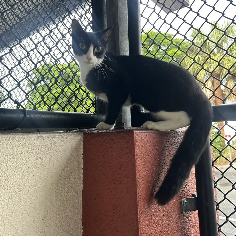 An adult medium-sized female Black Domestic Short Hair cat named Tuxie for adoption in Sarasota, FL