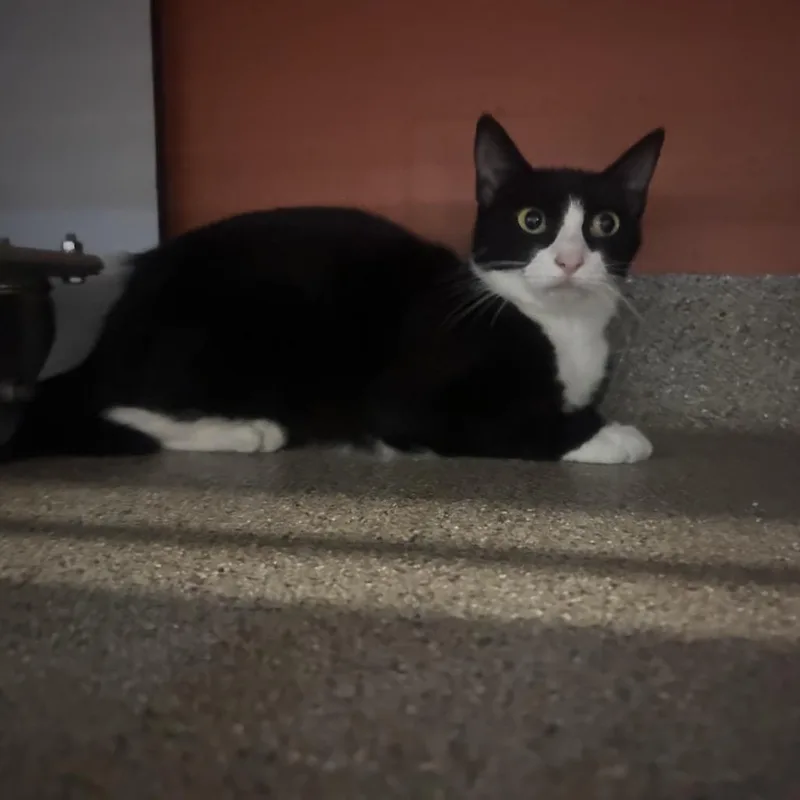 Tuxie thumbnail 2
