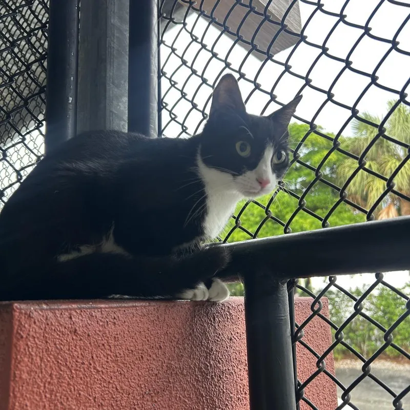 Tuxie thumbnail 3
